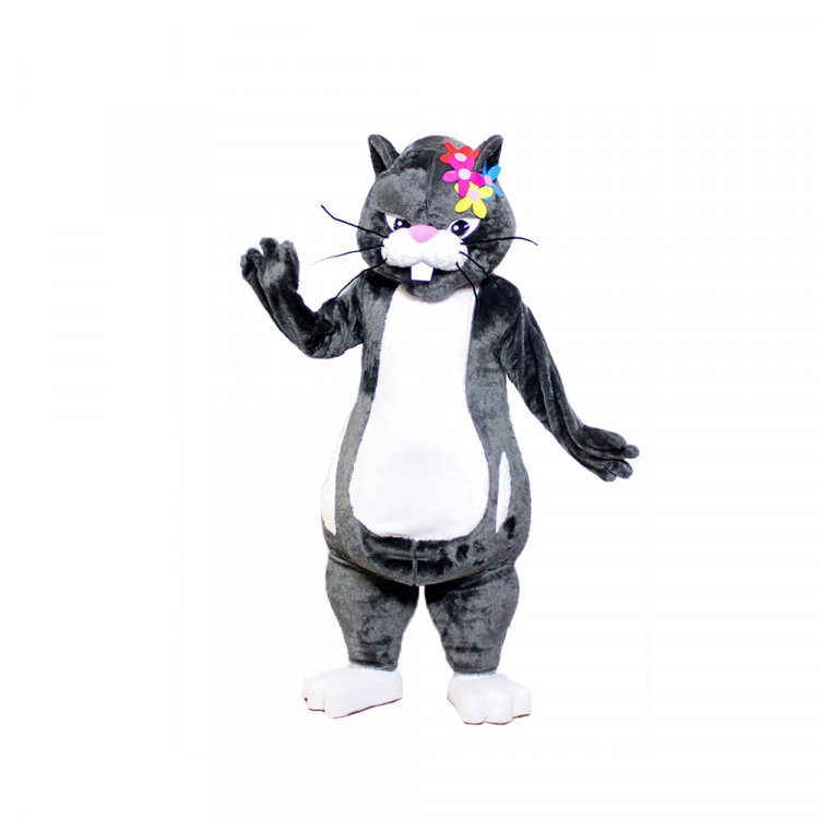 Male Cat Male Cat