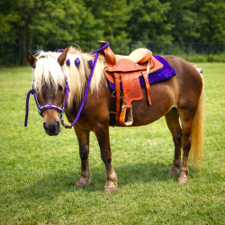 Basic Ponies