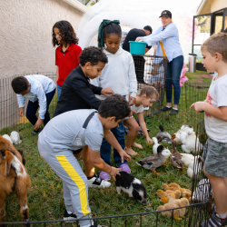 Basic20Petting20Zoo202 1771258627 Basic Petting Zoo