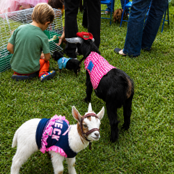 Deluxe Petting Zoo: My Little Ranch