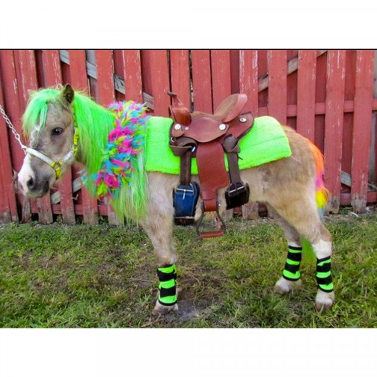 Decorated Ponies Decorated Ponies