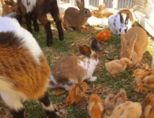 Petting Zoo Rental Pinecrest