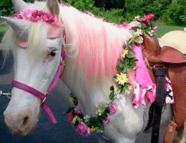 pony rides party rental sunny isles