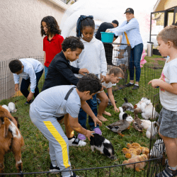 Basic20Petting20Zoo202 1771258627 Basic Petting Zoo